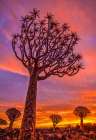 Africa-Namibia-Quiver trees at sunset Art Print